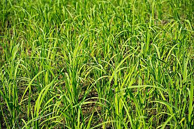 《索尼克：起源Plus》面向各平台公布 6月23日推出