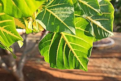 米德加尔的部落第二赛季更新！继狼后蛇之传奇来势汹汹