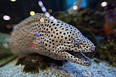 《城市：天际线2》Mod工具还需数月才会推出